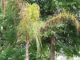 Despite the small and weak roots, they can handle periods of drought and winter fairly well. Queen Palm Disaster Hometalk