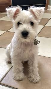Standard, bronze, silver, gold, and platinum. White Miniature Schnauzer Puppy Miniature Schnauzer Puppies Schnauzer Puppy White Miniature Schnauzer