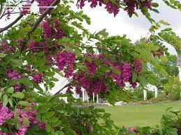 Purple Robe Locust Tree Flowering Trees Trees To Plant Ornamental Trees