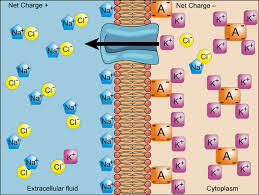 Image result for Transtubular Potassium Gradient