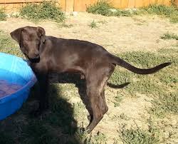 The silver lab's temperament isn't any different from that of other labrador retrievers. Retriever Rescue Of Colorado Adopt A Dog Chocolate Lab Archives Retriever Rescue Of Colorado