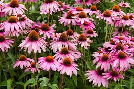 They will grow well even if you have sandy soil and forget to water them occasionally. 35 Different Types Of Coneflowers For Your Garden Home Stratosphere