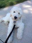 F2B Mini Goldendoodles: Things You Need to Know About ...