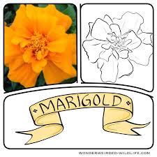 Marigold Pictures Calendula Flower Pictures Collection Of Orange Flower Images For Our 100 Beautiful Flowers Ph Flower Images Flower Pictures Calendula Flower