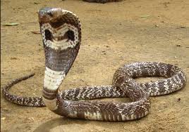 Upload Your Information Snakes Identification Service Of