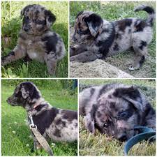 Maybe you would like to learn more about one of these? Pin By Jessica Dussouy On Miscellaneous Must Haves Australian Shepherd Lab Mix Dog Obsessed Puppies