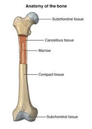 The wider section at each end of the bone is called the epiphysis (plural = epiphyses), which is filled internally with spongy bone, another type of osseous tissue. Anatomy Of The Bone Johns Hopkins Medicine