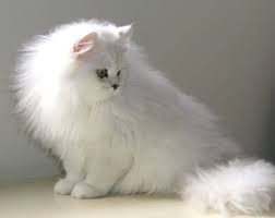 If Amelia Was A Cat She Would Be A White Chinchilla In Contrast To Loki Persian Cat White Cats White Cats