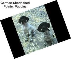 See more of german shorthaired pointer puppies on facebook. Hunting Dogs German Shorthaired Pointer For Sale In New Orleans Agriseek Com