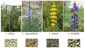 Manche menschen reagieren allergisch auf lupinen. Darum Sollte Man Lupinen Essen Wichtige Grunde Und Praktische Tipps