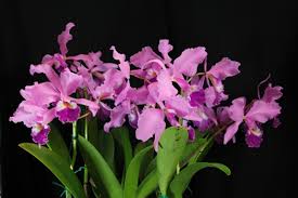 June 2013 Show Table Photographs