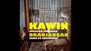 Harga burung branjangan jawa sudah dewasa sekitar rp 1. Unboxing Burung Branjangan Bali By Dunia Burung Indo