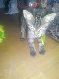 Maine Coon Cinsi Yavru Kedi Icin Yuva Araniyor
