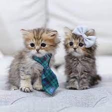 So Cute From Unknown Credit Dm Cute Baby Animals Cute Baby Cats Kittens Cutest