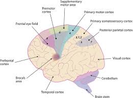 The primary motor cortex (m1, or somatomotor area) occupies a large portion of the precentral gyrus (brodmann area 4) and typically executes movements that are selected and planned by other the primary motor cortex on one side of the brain controls the muscles on the opposite side of the body. Cortical Motor Control Springerlink