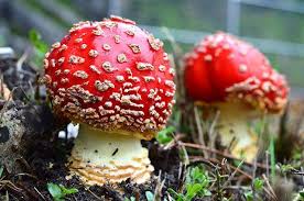 Pin On Mushrooms Thefriendlyfungus On Instagram