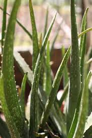 Maybe you would like to learn more about one of these? Tricks For Getting Your Indoor Aloe Vera Plant To Bloom Dummer Garden Manage Gfinger Es La App De Jardineria Mas Profesional