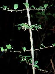 Image result for Pisonia aculeata