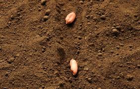 We did not find results for: Growing Peanuts Is Actually Really Easy How To Plant Peanuts In Containers