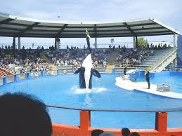 Inside the miami dolphins' $135m practice facility: Miami Seaquarium Wikipedia