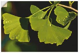 Wandfolie Gabi Siebenhuhner Ginkgo Premium Wandfolie Gabi Siebenhuhner Ginkgo The Post Wandfolie Gabi Siebenhuhner Ginkgo Ap Ginkgo Garden Types Wandfolie