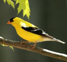 Birds Of Northern Michigan Michigan Birds Google Search Goldfinch Backyard Birds Wild Birds