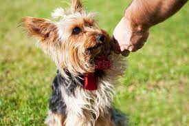 9 351 Terrier Paw Photos Free Royalty Free Stock Photos From Dreamstime