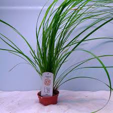 Image result for Cyperus sp.no.3