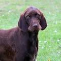 Pudelpointer Club of North America | Dog Breeder | United ...
