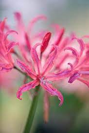 Nerine Old Rose Flower Macro Macro Photography Flowers Rare Flowers Moon Flower