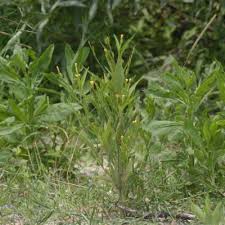 Image result for Streptopetalum serratum