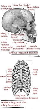 1 tulang kepala belakang (os.occipitale). Nama Nama Tulang Nama Latinnya Youtube