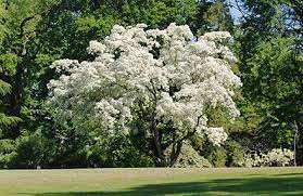Chinese Fringe Tree Chionanthus Retusus Profuse White Blooms In Spring Fragrant Bark Exfoliates In Winter Zones 5 9 Fringe Tree Champion Trees Tree