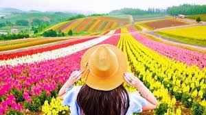 We did not find results for: Melihat Shikisai No Oka Kebun Bunga Warna Warni Nan Indah Di Hokkaido Jepang Tribun Travel