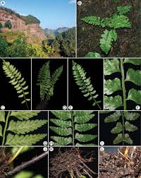 Image result for Asplenium normale