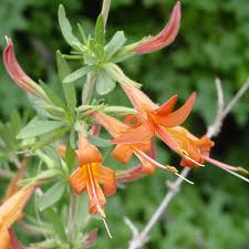 Check spelling or type a new query. Anisacanthus Thurberi Thurber S Desert Honeysuckle Chuparosa Southeastern Arizona Wildflowers And Plants