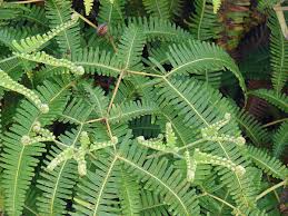 Image result for Dicranopteris elegantula