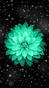 Flowers Wallpaper And Black Image Teal Flower Wallpaper Flower Iphone Wallpaper Pretty Wallpapers