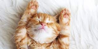 Mungkin bukan lucu ya tapi tetap saja anak. Mengapa Kucing Sangat Imut Halaman All Kompas Com