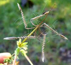 Image result for Geraniaceae