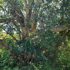 Image result for Ficus sycomorus