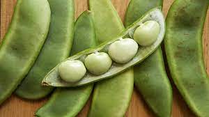 For planting tomatoes is june 20. How To Grow Lima Beans