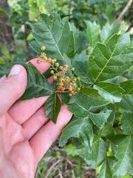 Image result for Searsia dentata