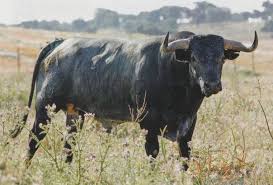 Pin By Rocio Corrochano On Toros Animals Beautiful Animals Bull