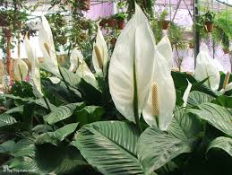Image result for Spathiphyllum