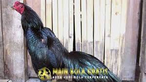 Fakta Menarik Ayam Bangkok Hitam Jergem Idaman Para Botoh Bangkok Agen Animals