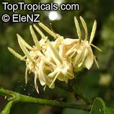 Image result for Pavetta sp. B