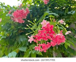 Image result for Combretum holstii