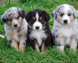 Black And Red German Shepherd Puppies For Sale In Ohio Italian Shepherd Puppies They Are Soooooooooooooooooooooooooo Cute Australian Shepherd Puppies Australian Shepherd Dogs Miniature Australian Shepherd Puppies