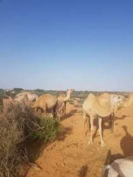You can get food by drinking its. 32 Somalia Ideas In 2021 Somalia Somali Siad Barre